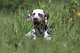 DALMATIEN 067